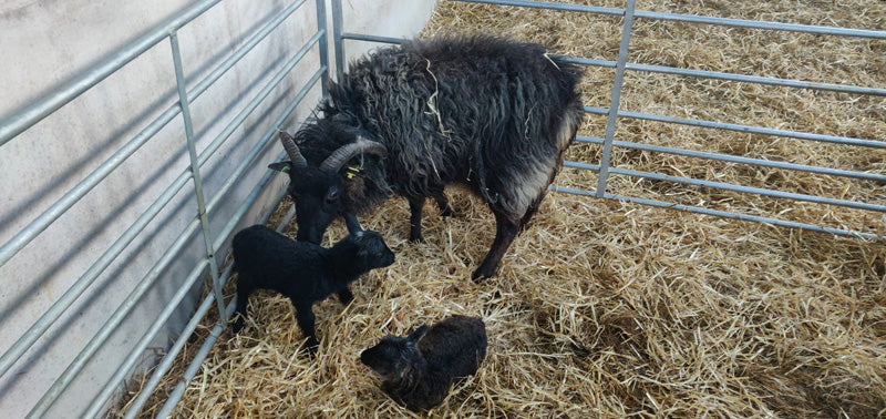 Black Boreray Ewe with twin lambs