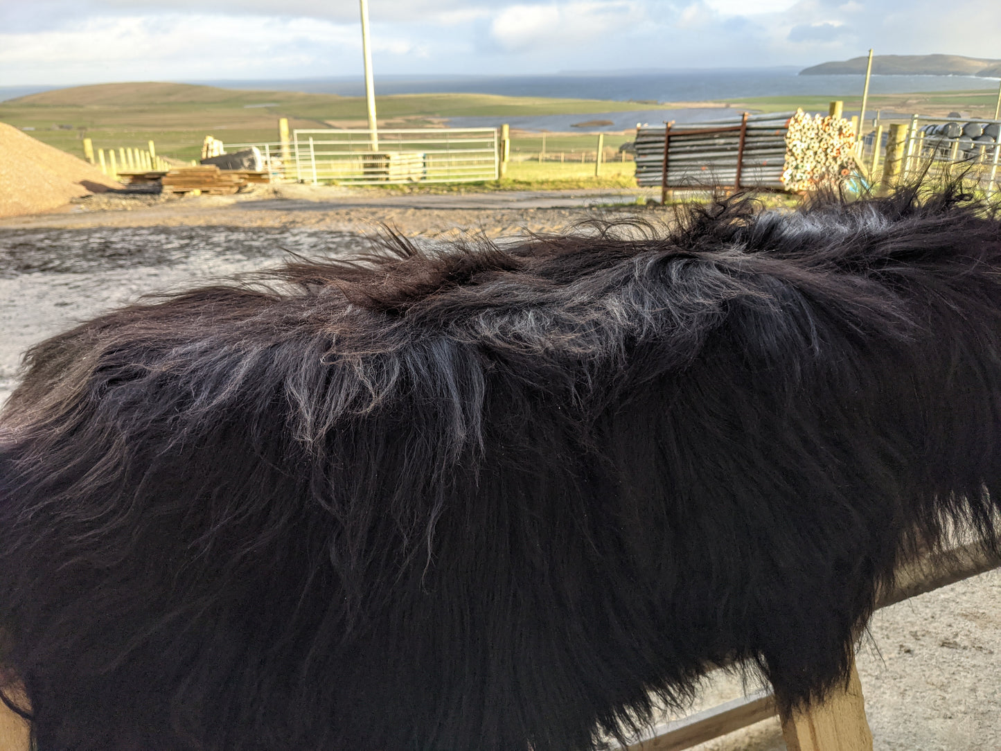 Dark brown highlights on a Black Sheepskin