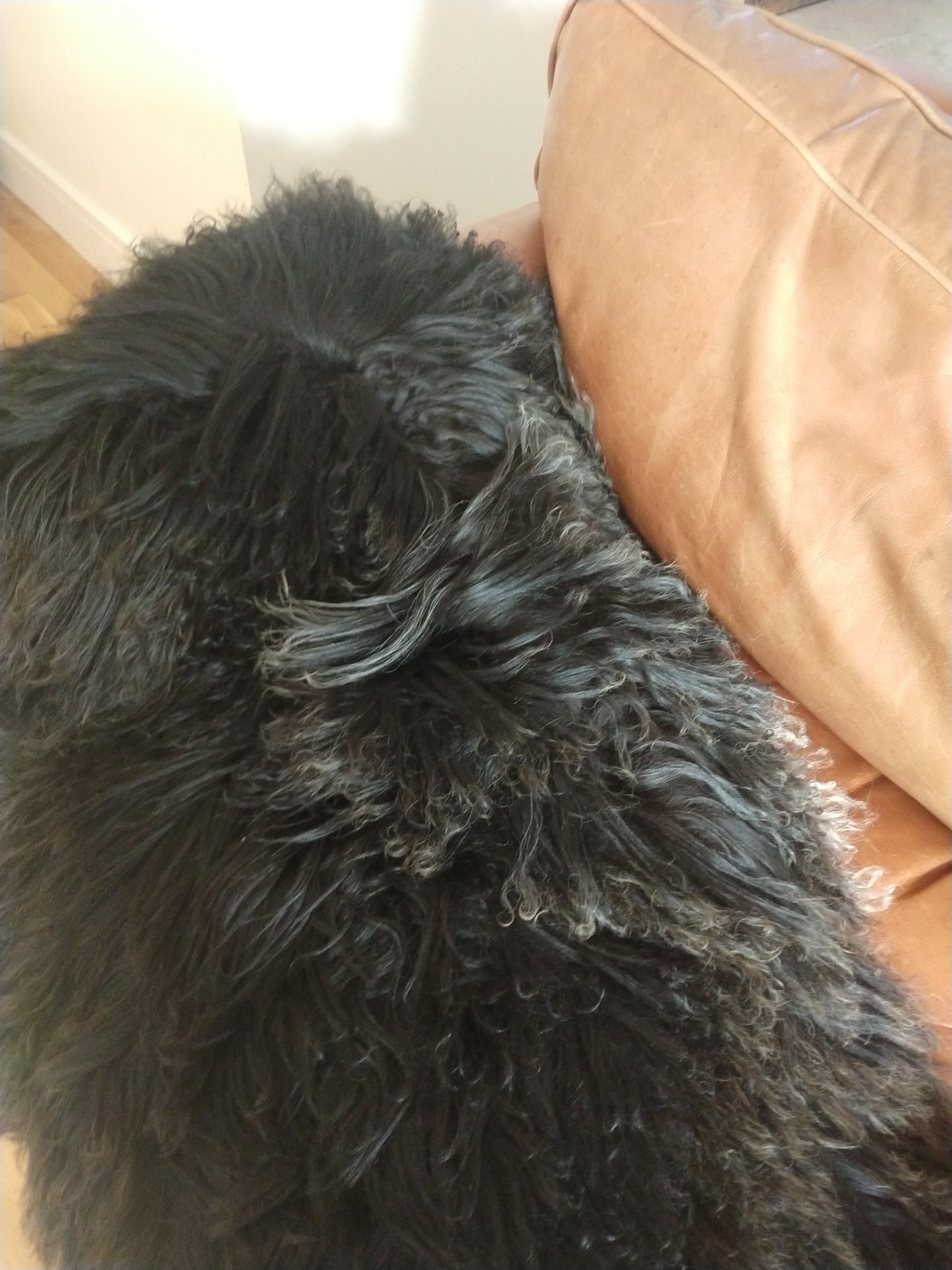 Texture and fur length of Black Sheepskin Rug