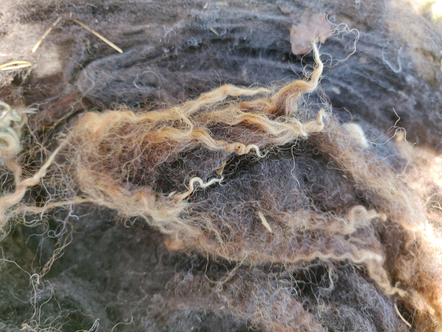 Close up of the tips of the fibres showing caramel colouring