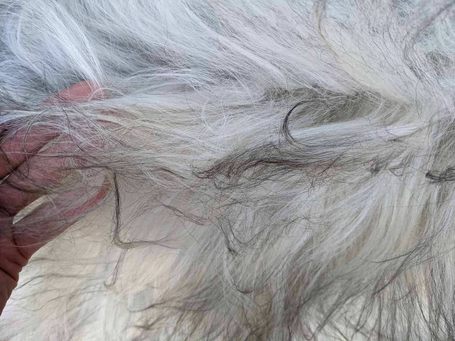 Fur length of Grey Sheepskin Rug is about 6 inches