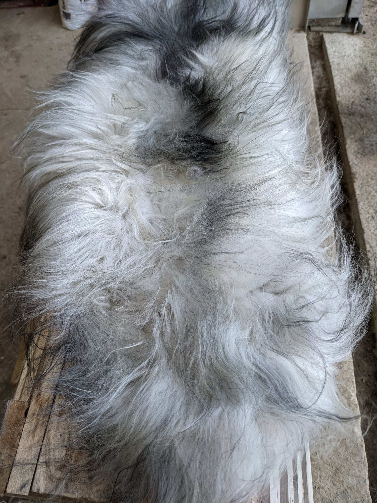 The fur length down the middle of a Grey Sheepskin Rug