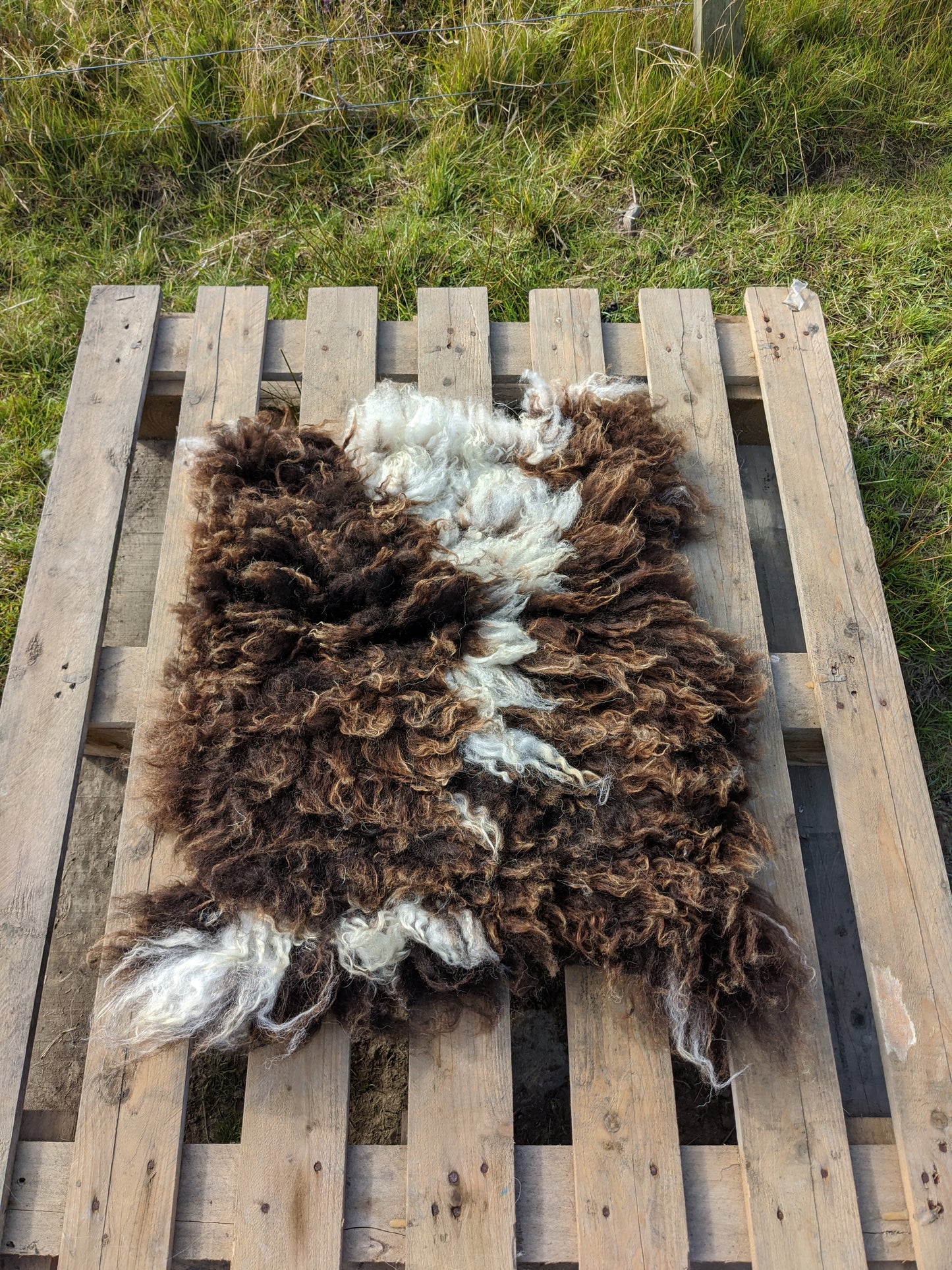Living sheepskin rug