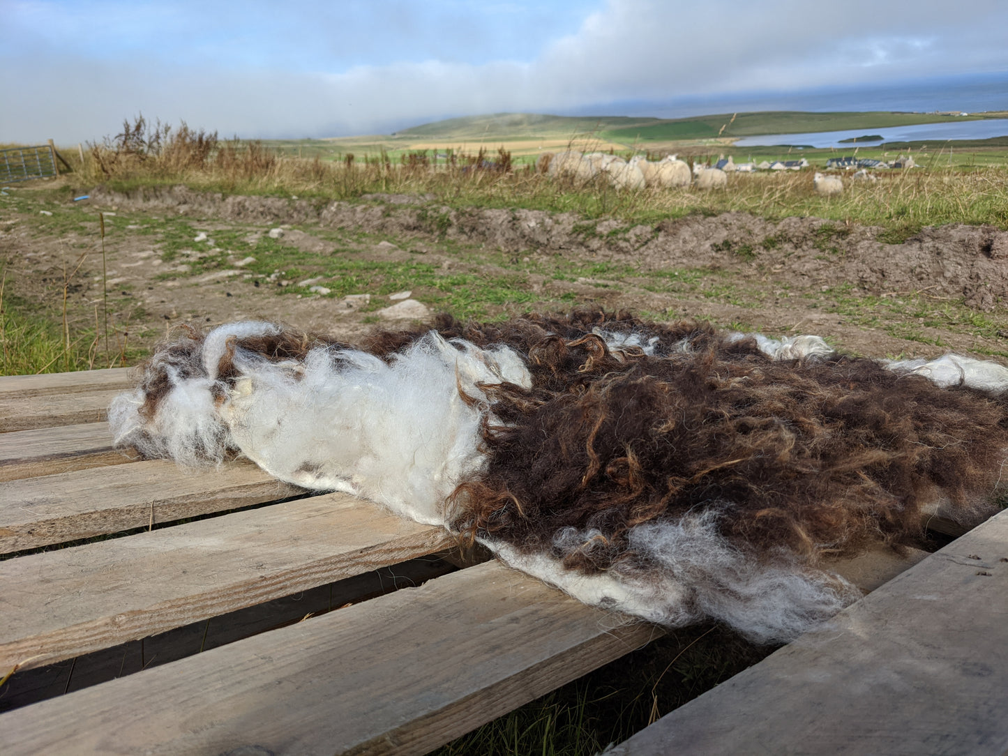 Vegetarian felted sheepskin rug