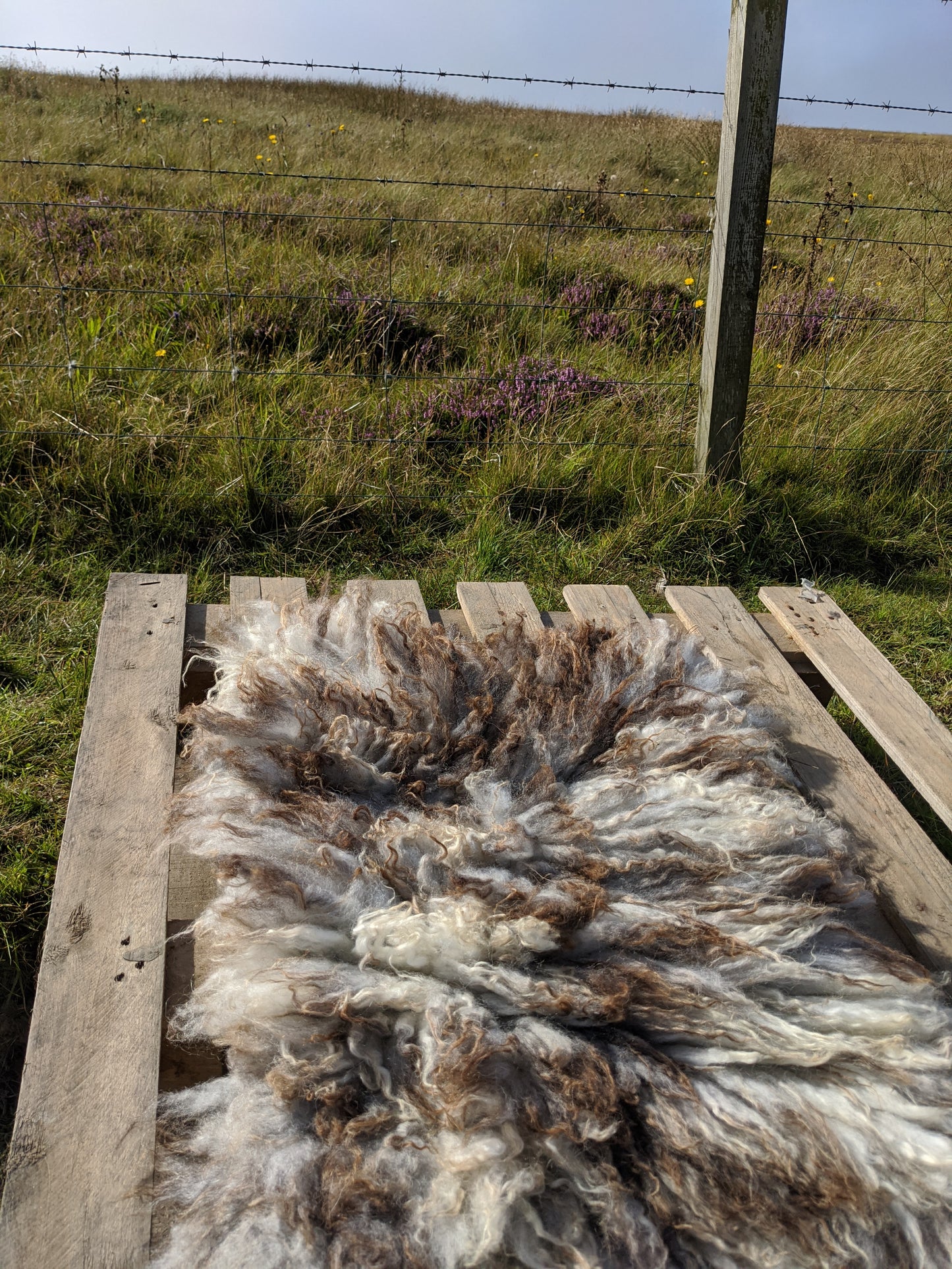 Felted wool rug against heather background
