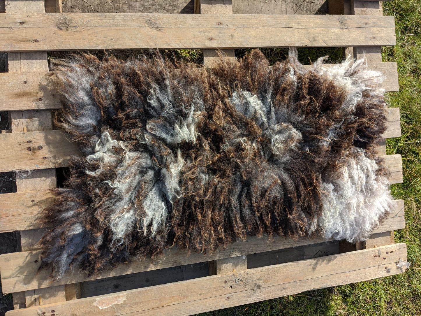 Living Sheepskin rrug made only from sheep wool