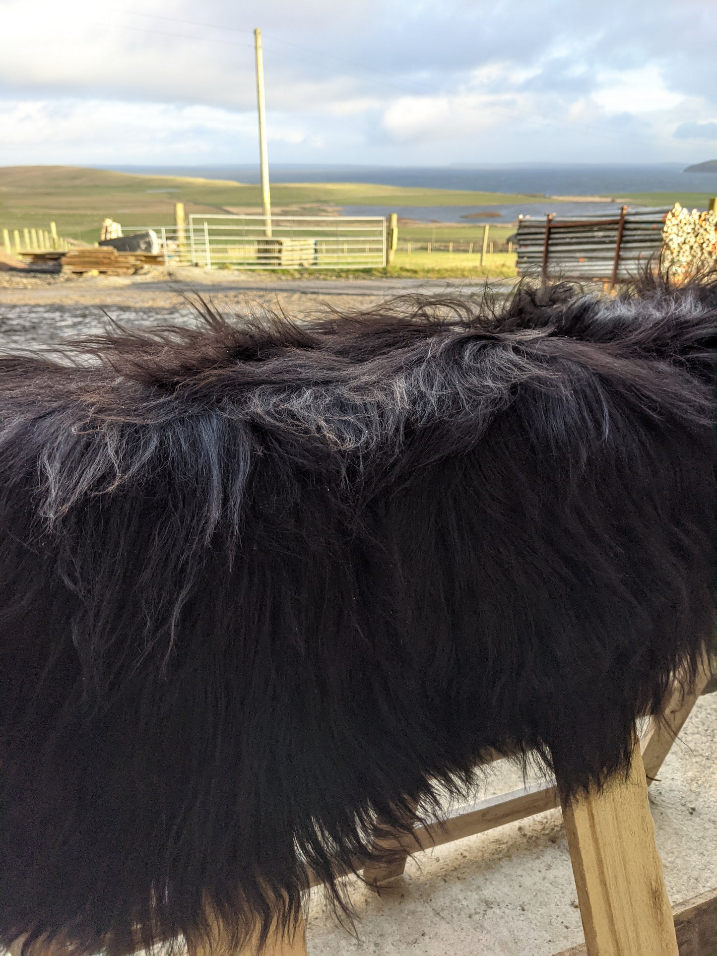 Natural Dark Brown Colour of a Black Sheepskin