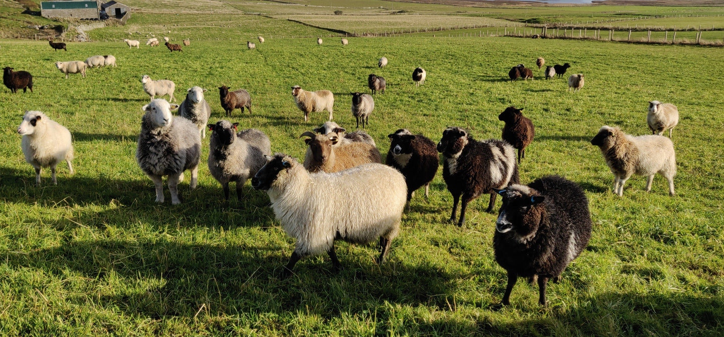 Moorit Shetland Lambs Fleece