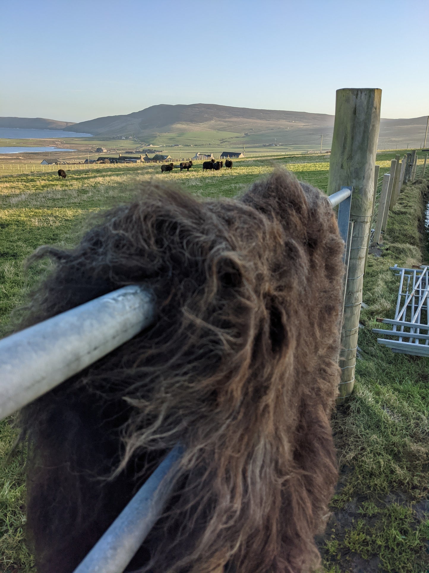 Black Hebridean Felted Rug with the sheep behind