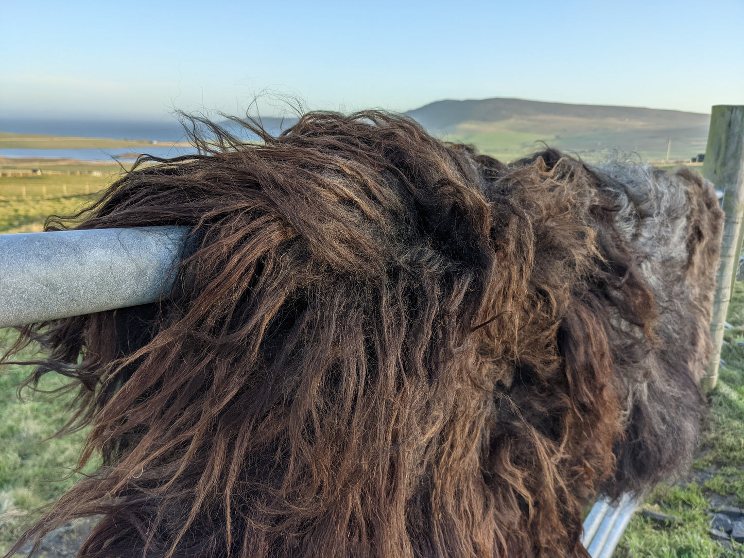 Natural Texture and waves of Hebridean Sheep Rugs