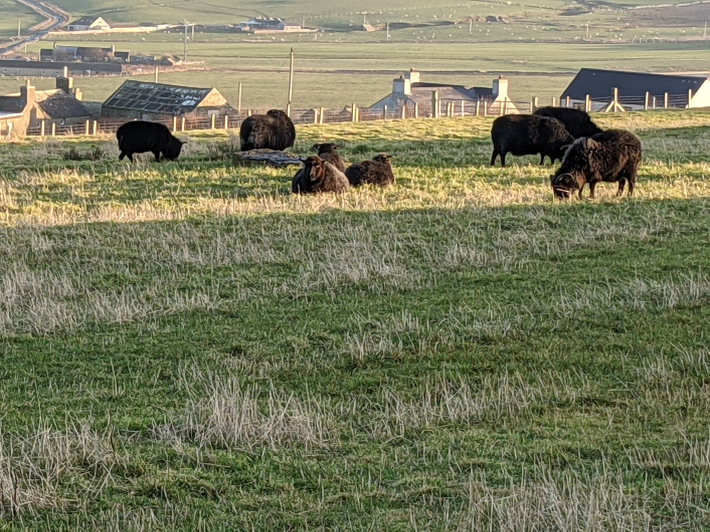 Hebridean Sheep