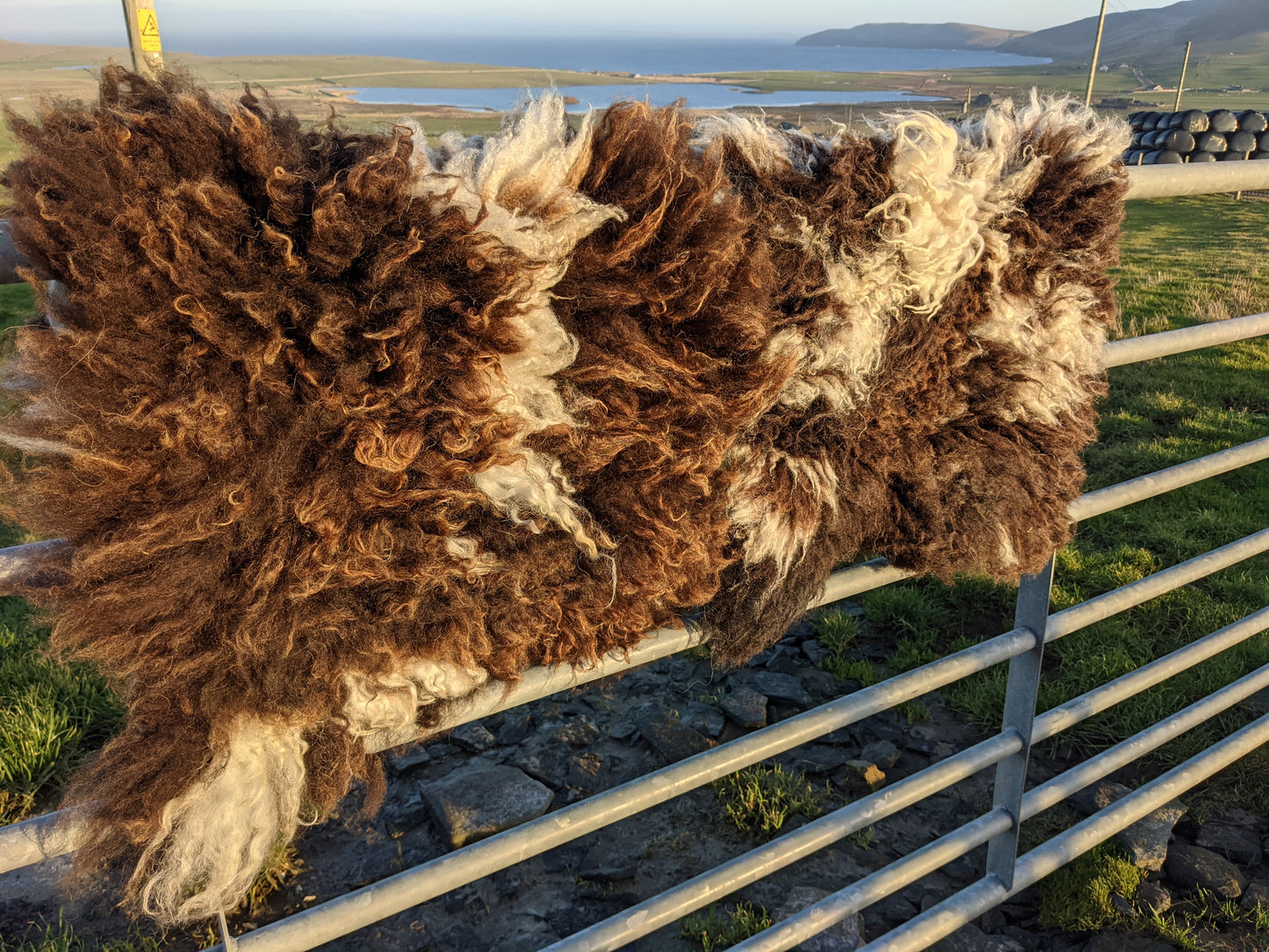 curl of the fur of a felted rug