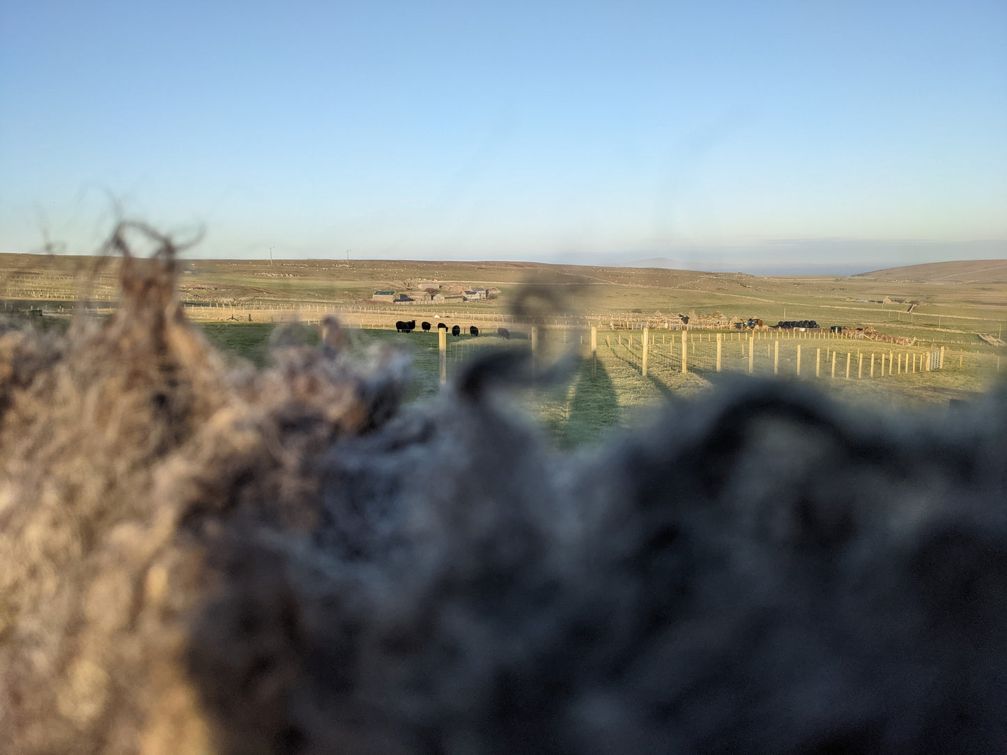 Black Hebridean Felted Rugs with the Sheep behind