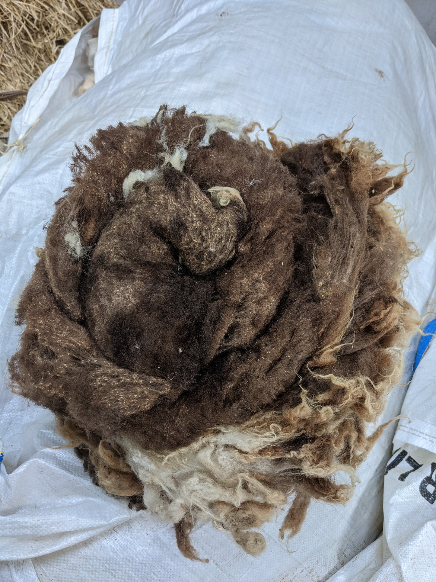 Moorit Shetland Lambs Fleece
