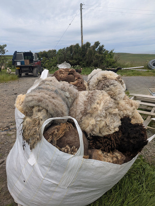 Why do sheep need shearing