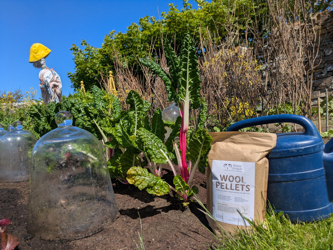Wool Pellets vs Perlite, Fertiliser and Slug Pellets: Which Is Best for Your Garden?
