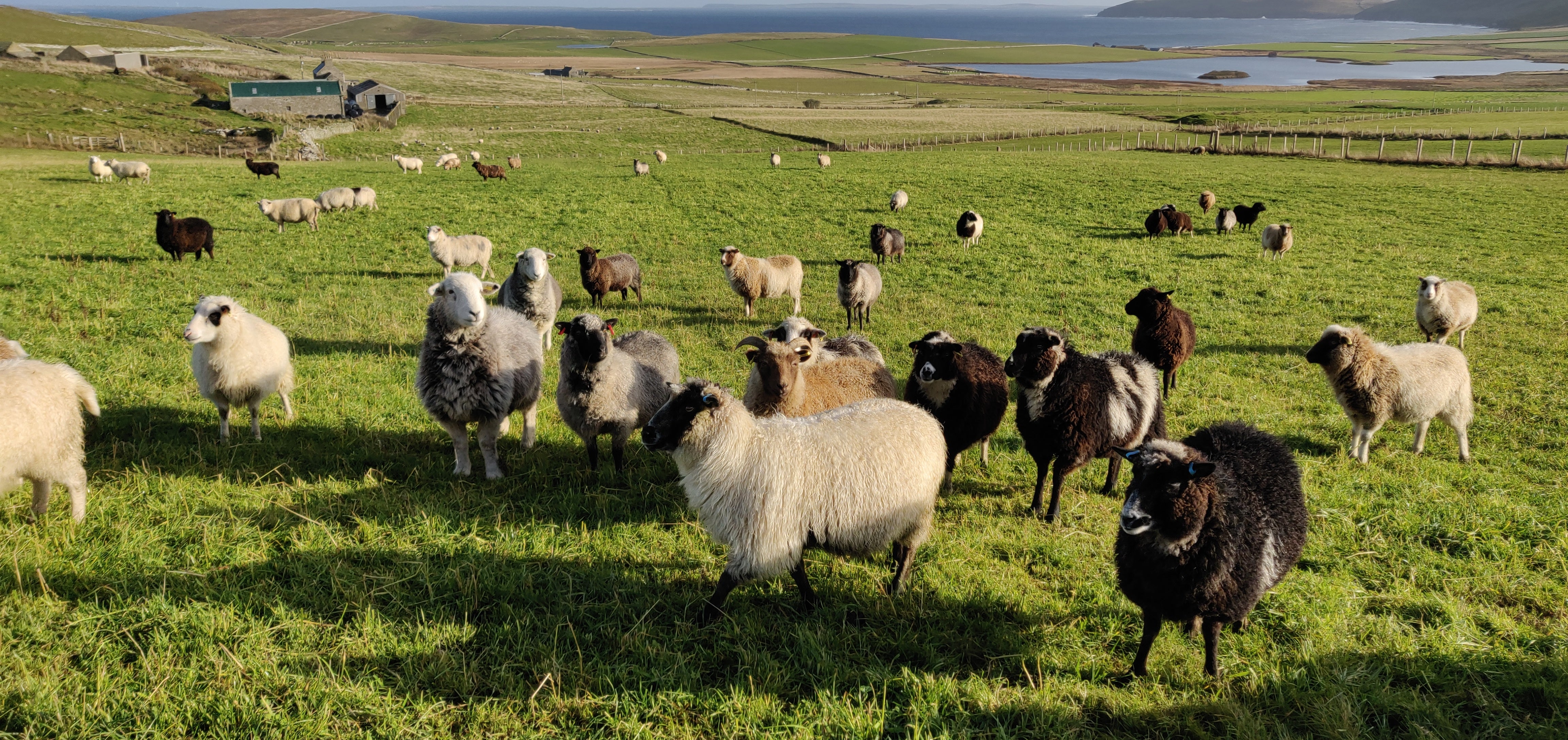 Garden Wool Pellets ~ 100% British Sheep Wool – Island Farm Shop