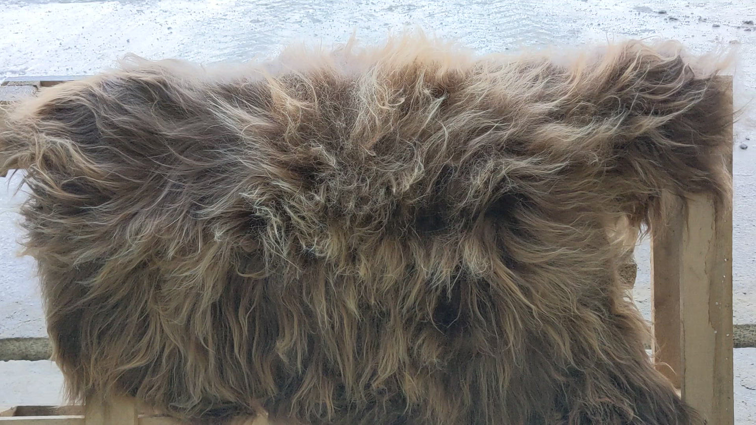 Light Brown natural not dyed brown sheep skin rug fur blowing in the breeze