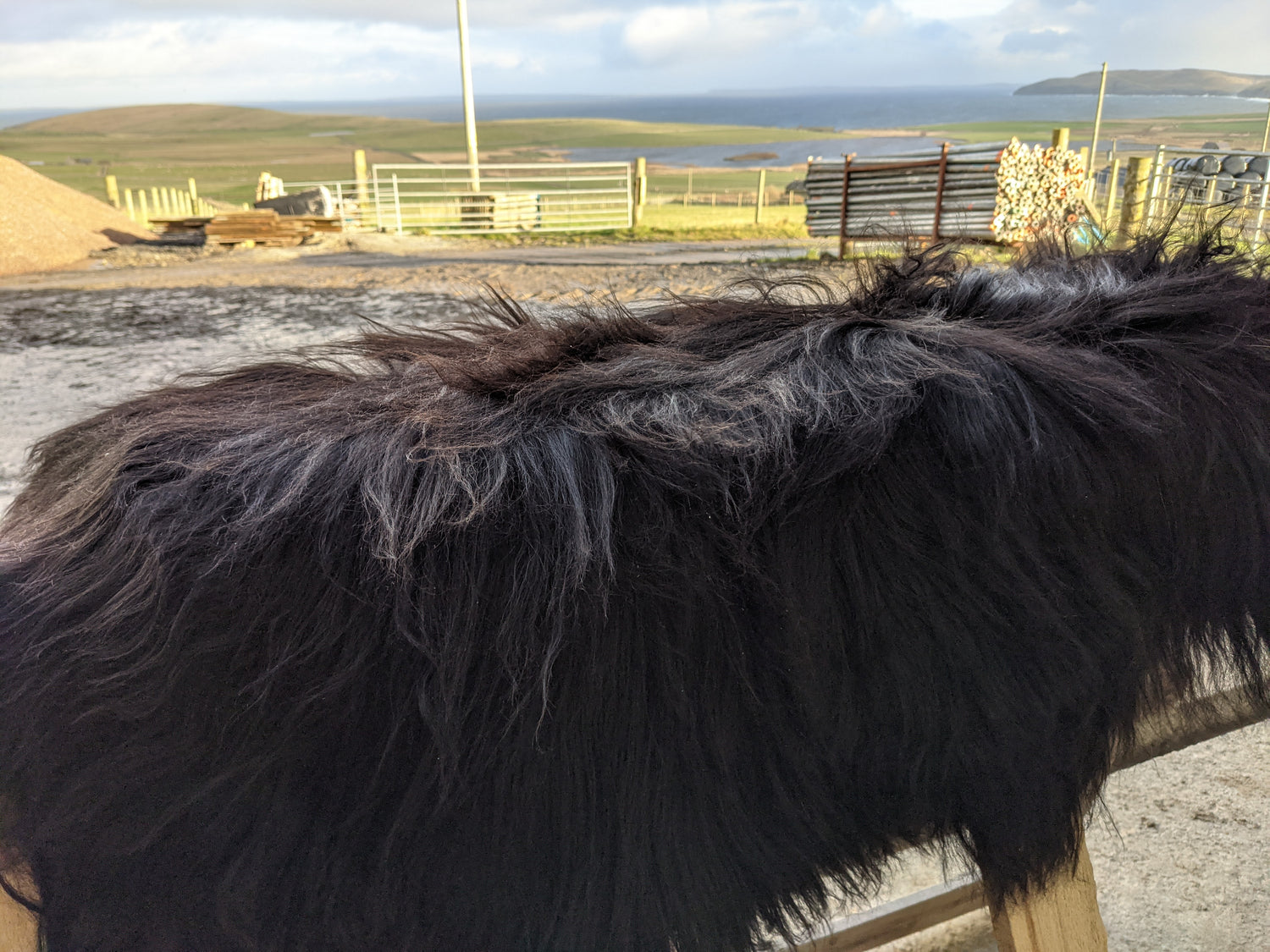Dark brown highlights on a Black Sheepskin