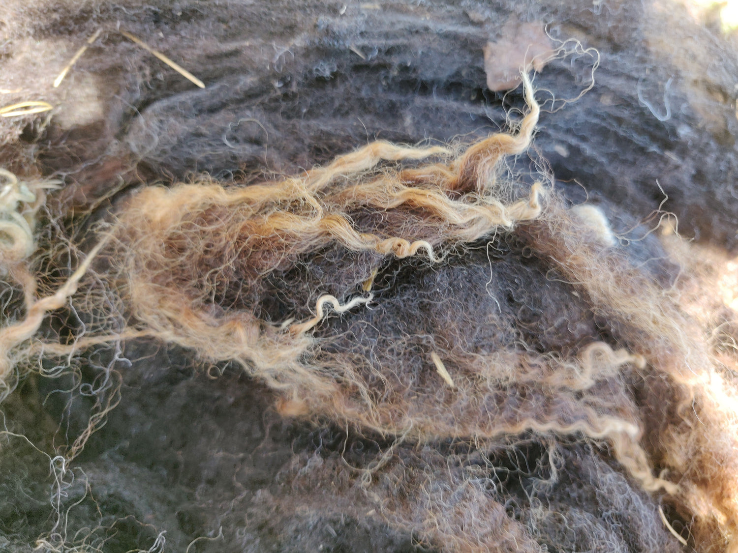 Close up of the tips of the fibres showing caramel colouring