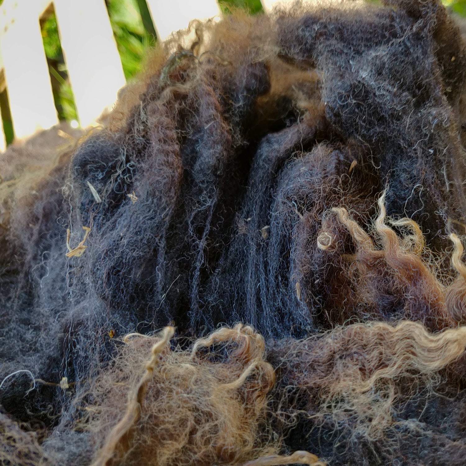 Gradient of colour from black through brown to caramel of a black shetland fleece