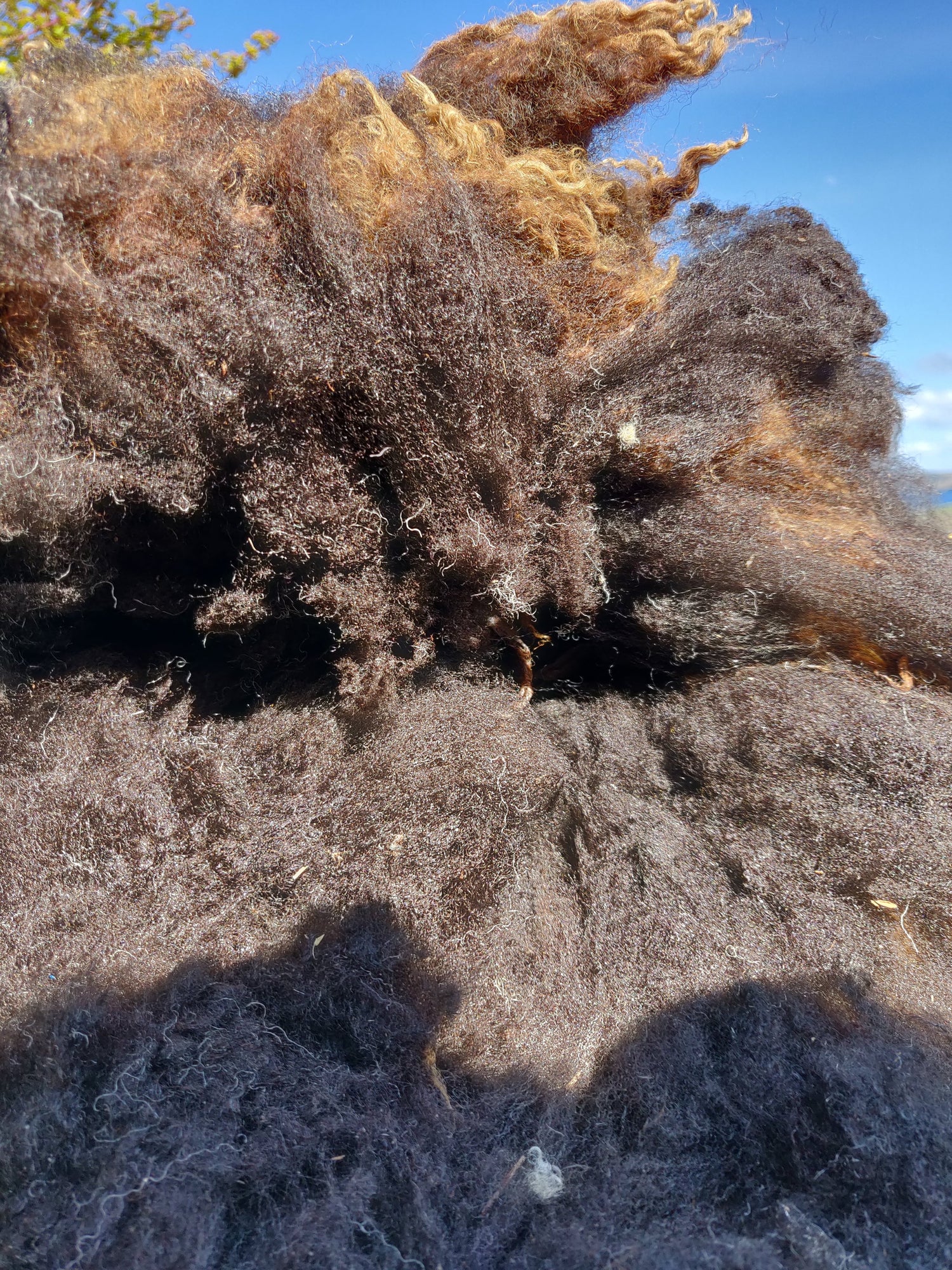 Sun Bleached tips of a black shetland sheep fleece