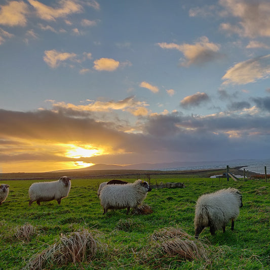 White Boreray Fleece