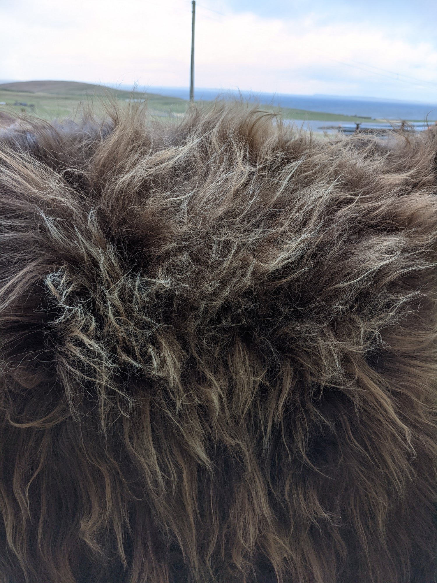 Close up of long fur of Brown Sheepskin Rug