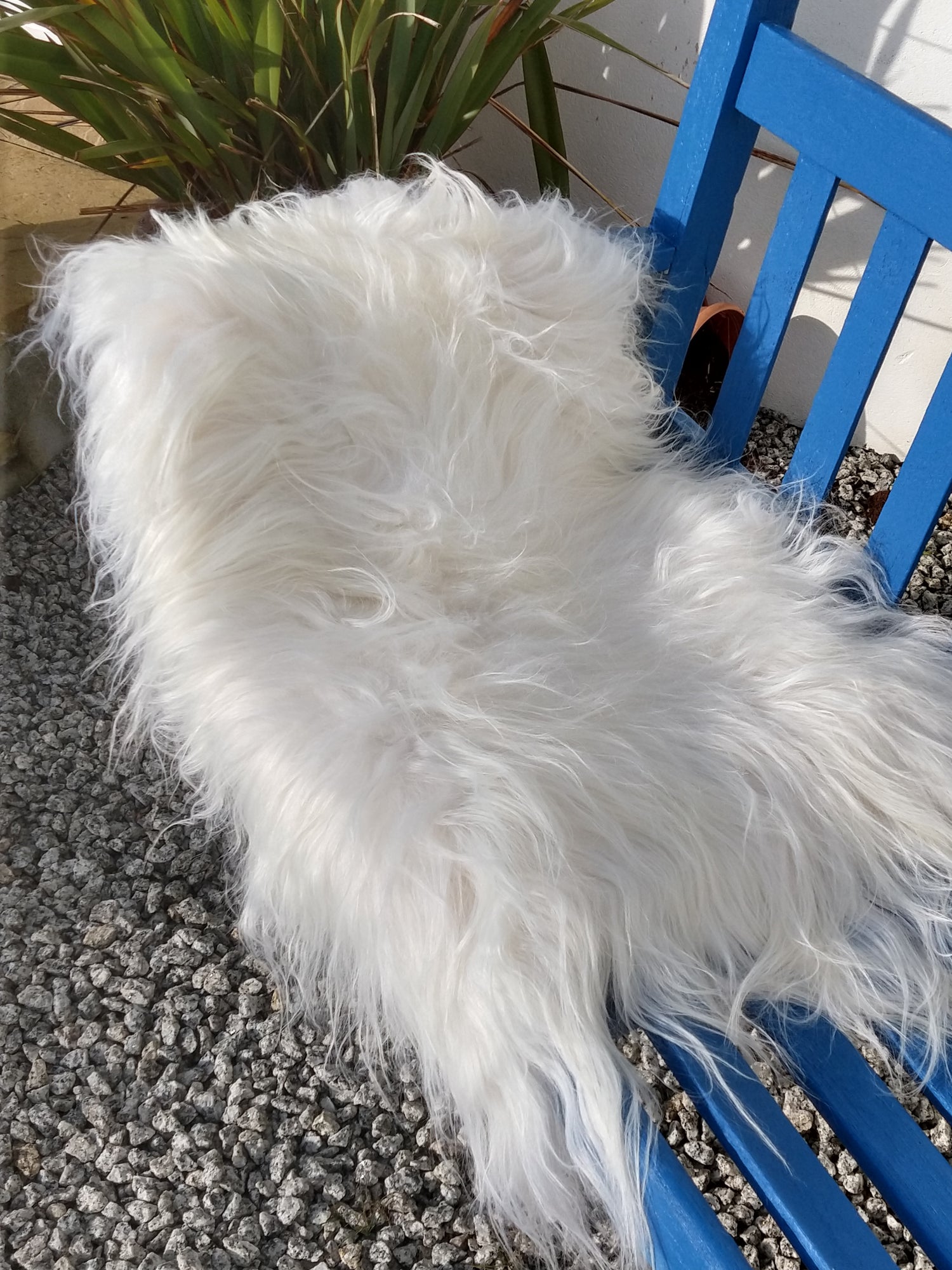 Large white sheepskin rug in the sunshine showing the pure white colour