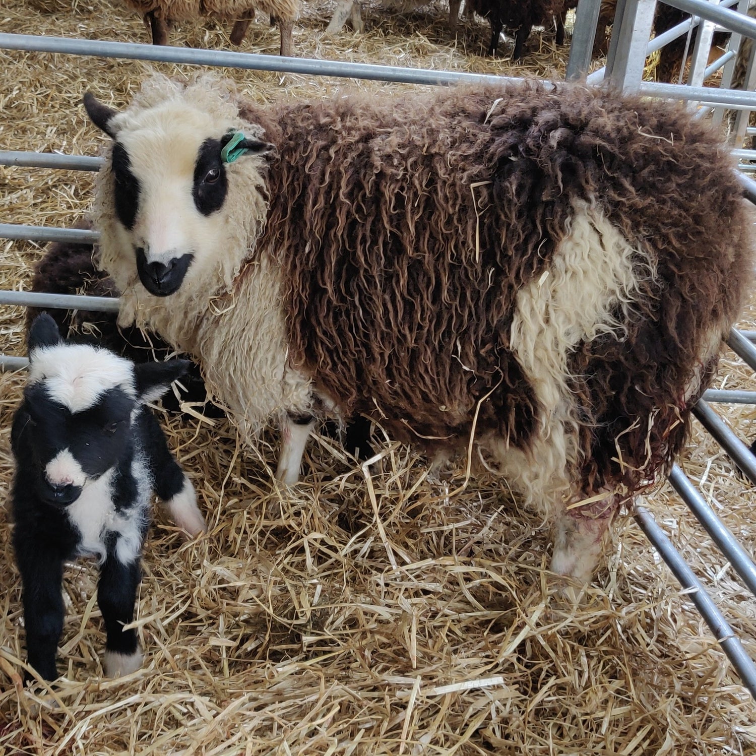 Shetland Lambs Wool Fleece Moorit Brown Scottish Island Farm Spinning Fine  Raw Fleece From a British Conservation Flock 
