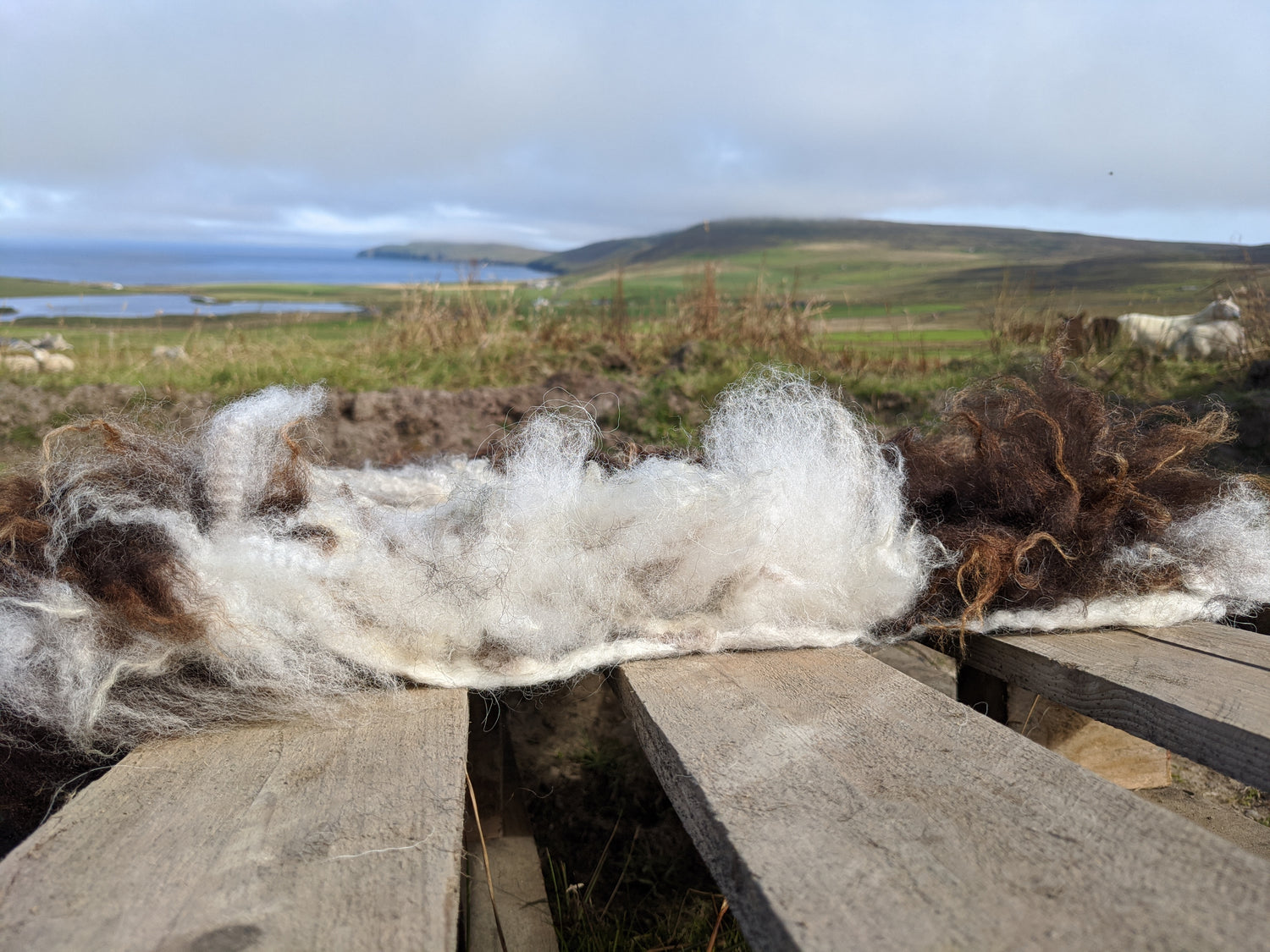 Island vegetarian sheepskin rug