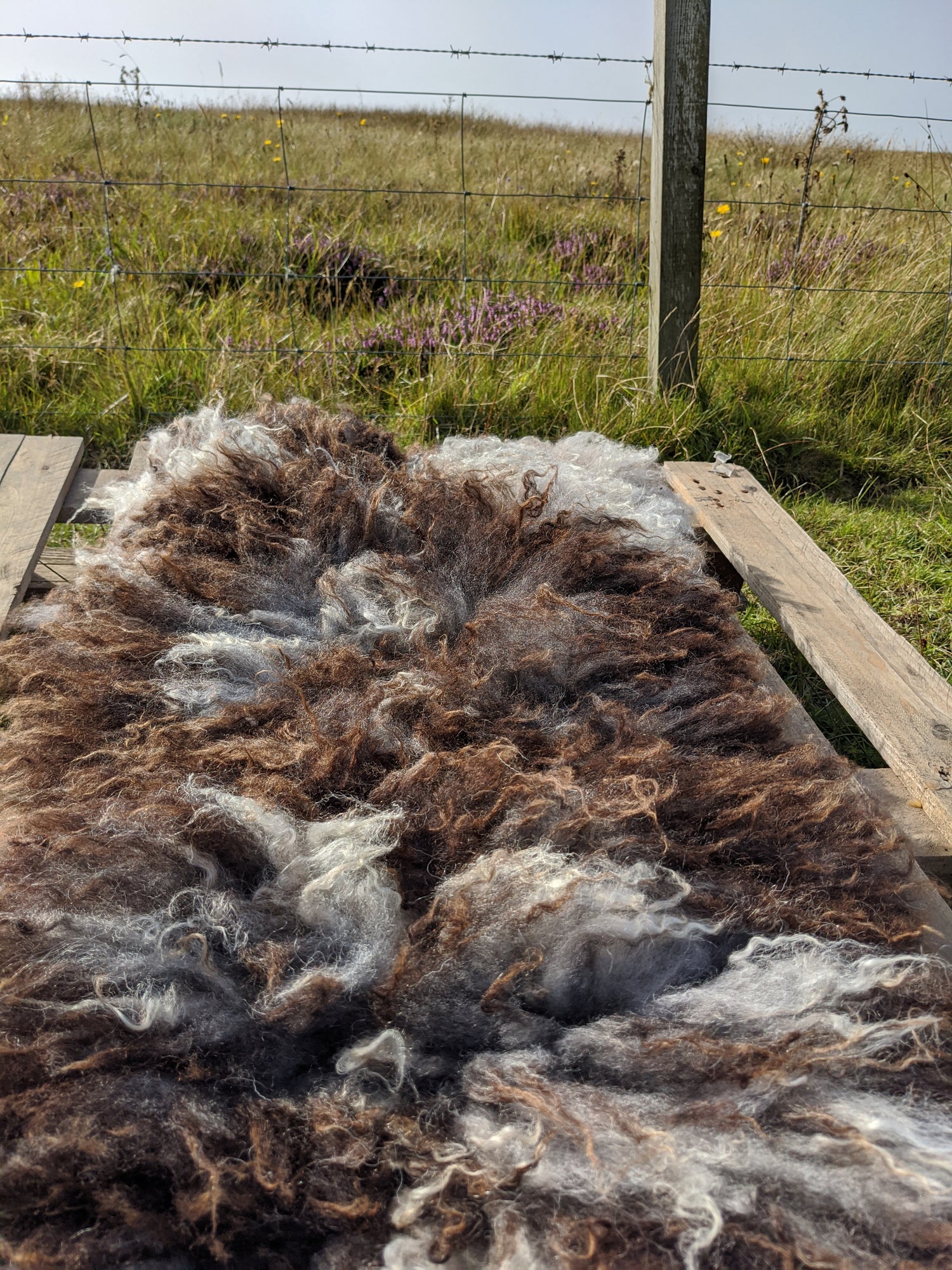 Vegetarian sheepskin rug