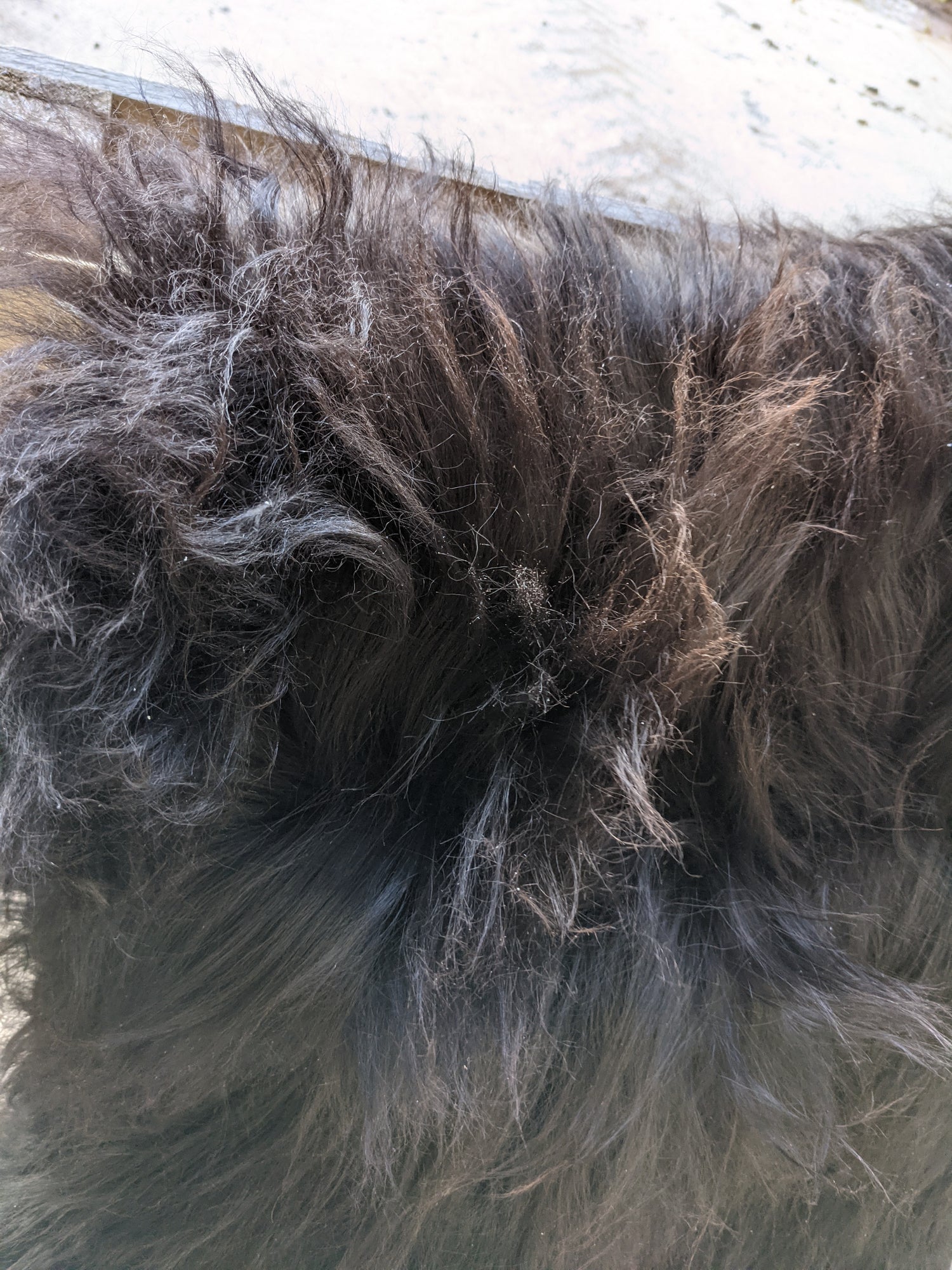 Detail of colour of Black Lambskin, shows black to dark brown