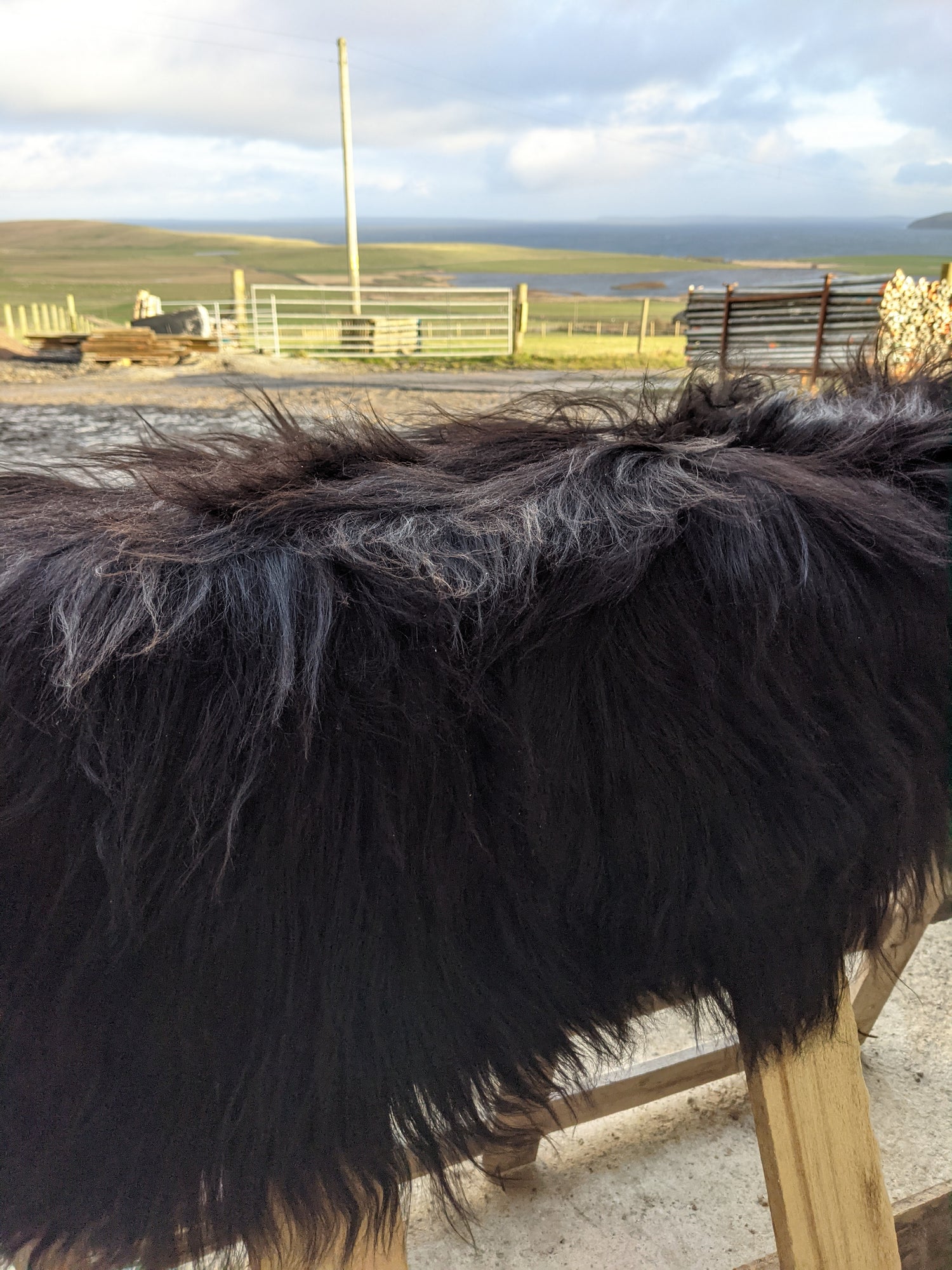 Natural Dark Brown Colour of a Black Sheepskin