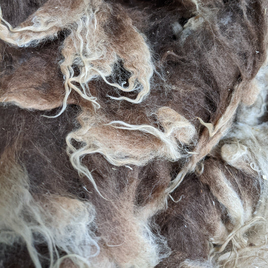 Moorit Shetland Lambs Fleece