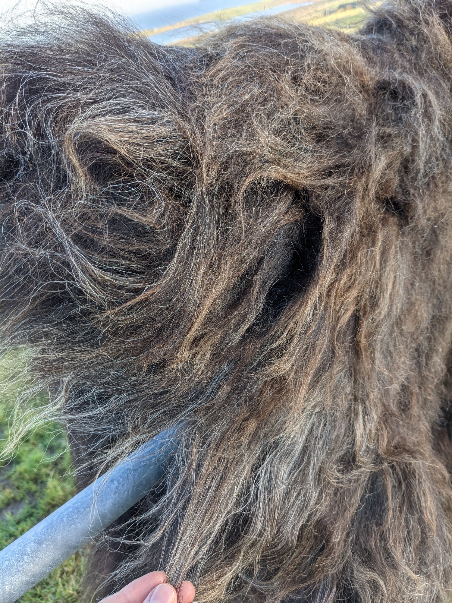Fur length of Hebridean Rugs