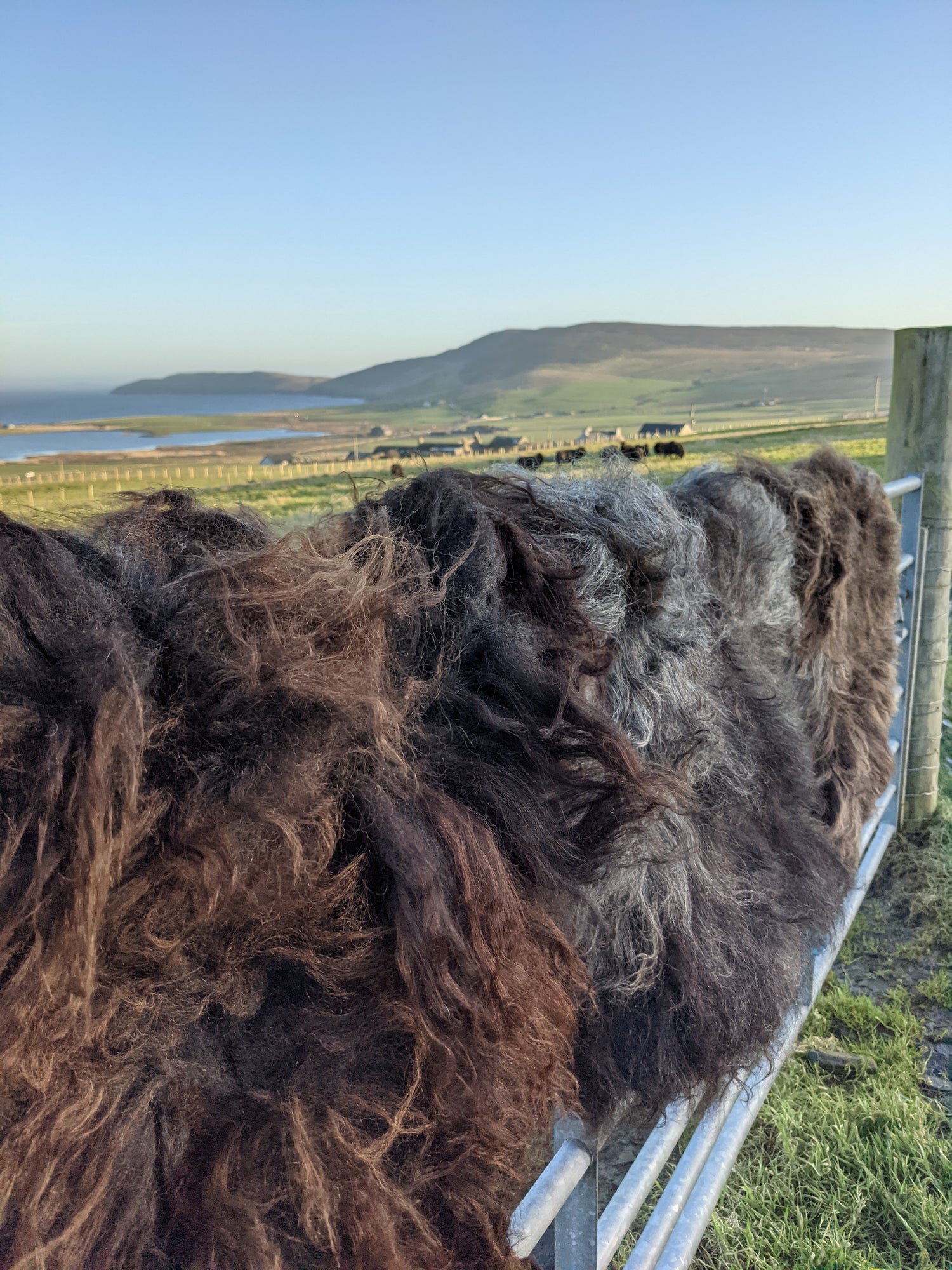 3 Hebridean Rugs with the sheep behind them
