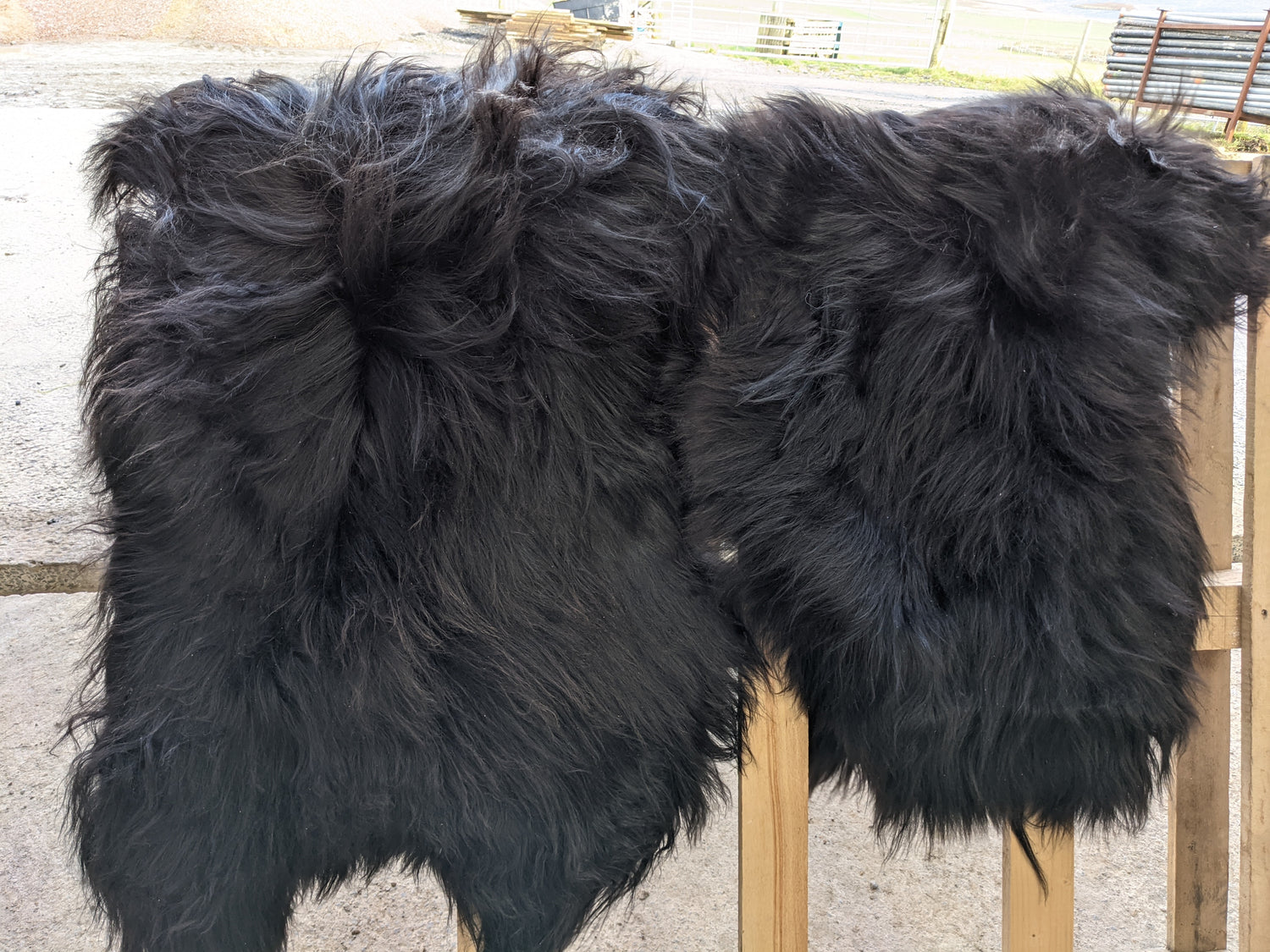 2 Black Lambskins showing variation in size